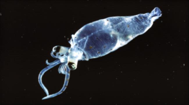 For the first time, amazing footage shows a squid changing its color to ...