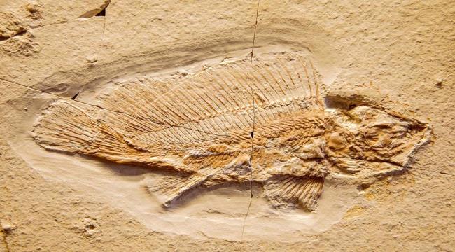 Scientists Uncover First Known Jurassic Vertebrate Fossils in Texas